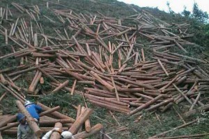 2021年1月份柳州木材采伐量同比增长1.7倍