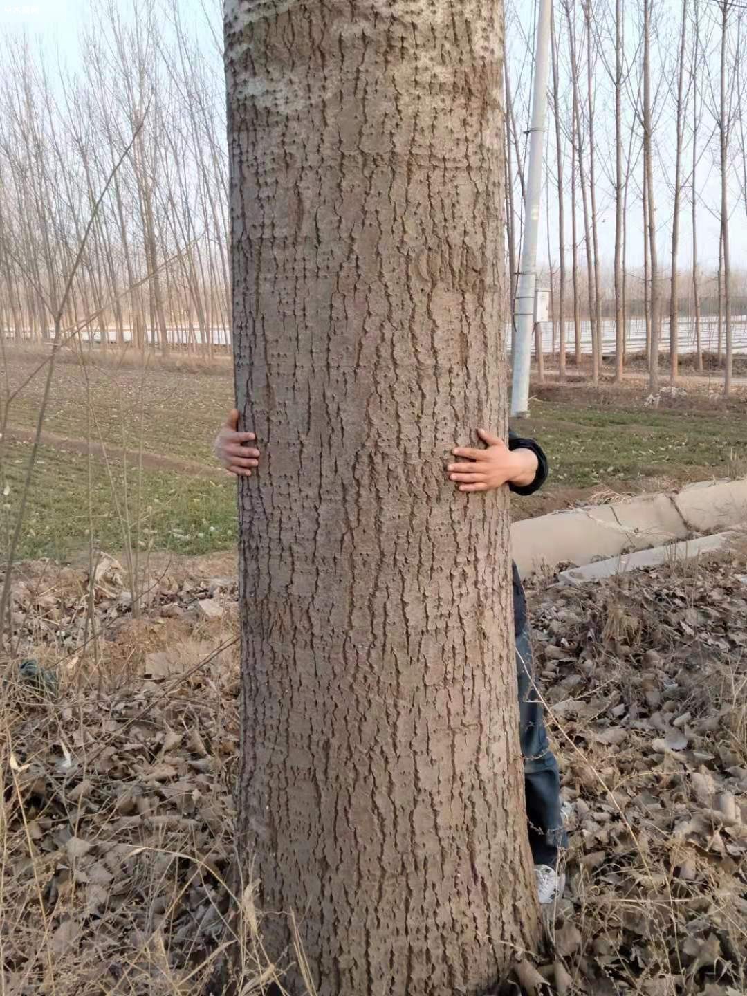 出售大径毛白杨原木