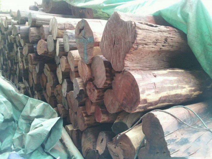 和木相处木业老挝大红酸枝原木高清图片