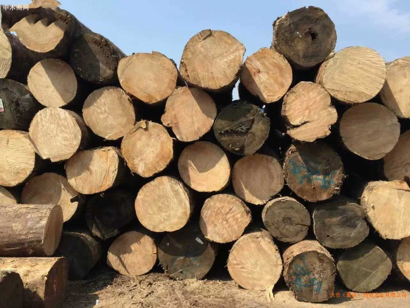 大量铁杉原木可出售加工大方料