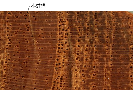 阔叶材木射线有哪些特点图片