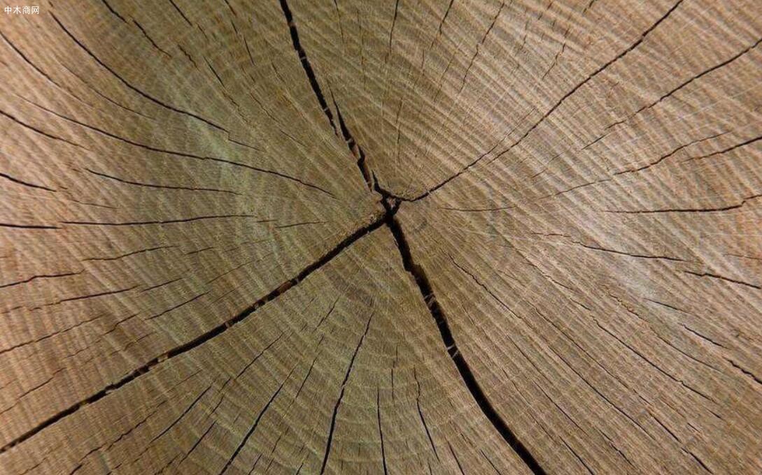 阔叶材木射线有哪些特点