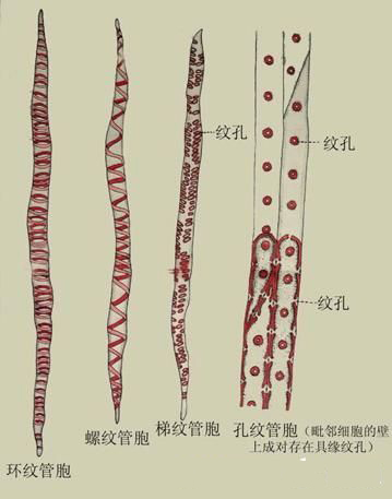 针叶树材和阔叶树材宏观构造的不同品牌