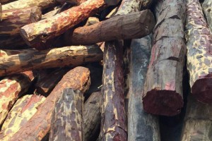 张家港创世木材国际贸易非洲赞比亚血檀染料紫檀原木图片