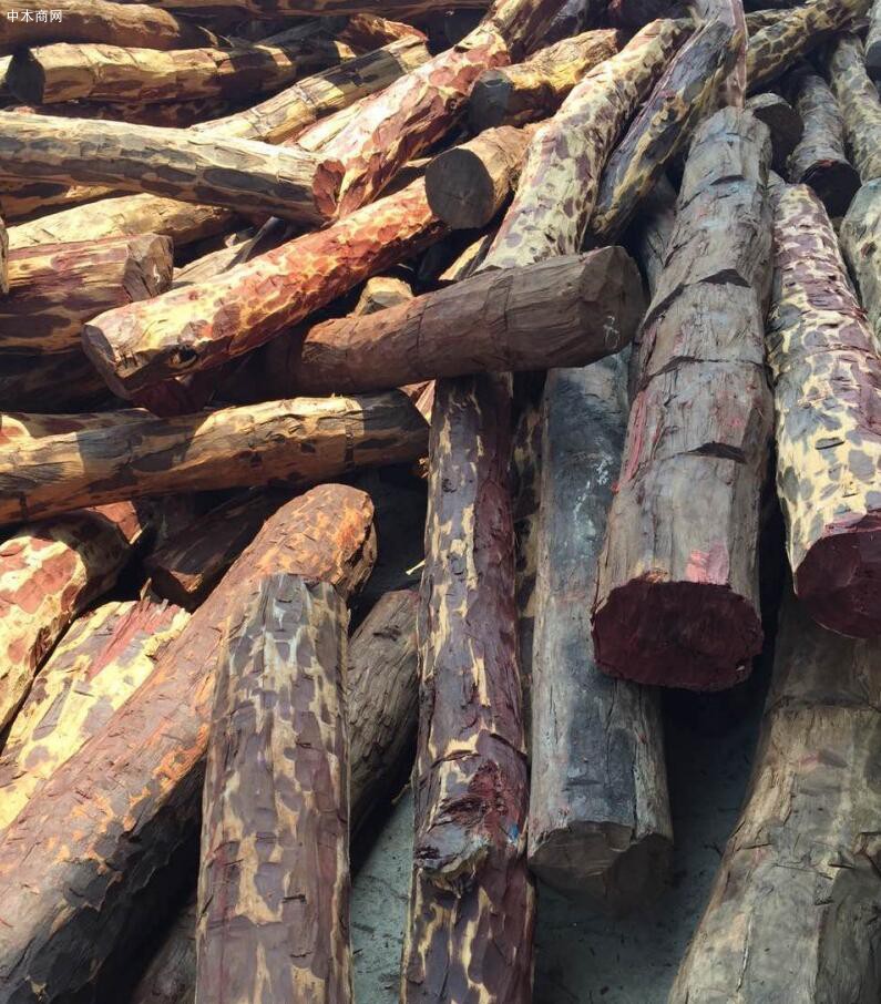 张家港创世木材国际贸易非洲赞比亚血檀染料紫檀原木图片