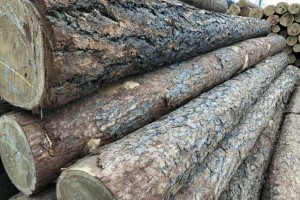 俄罗斯白松木材价格上涨