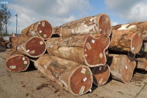 2021第一季度亚洲木材市场需求稳中有增