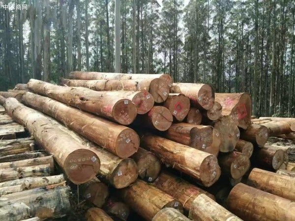 澳大利亚向中国请求恢复木材出口被中方无视