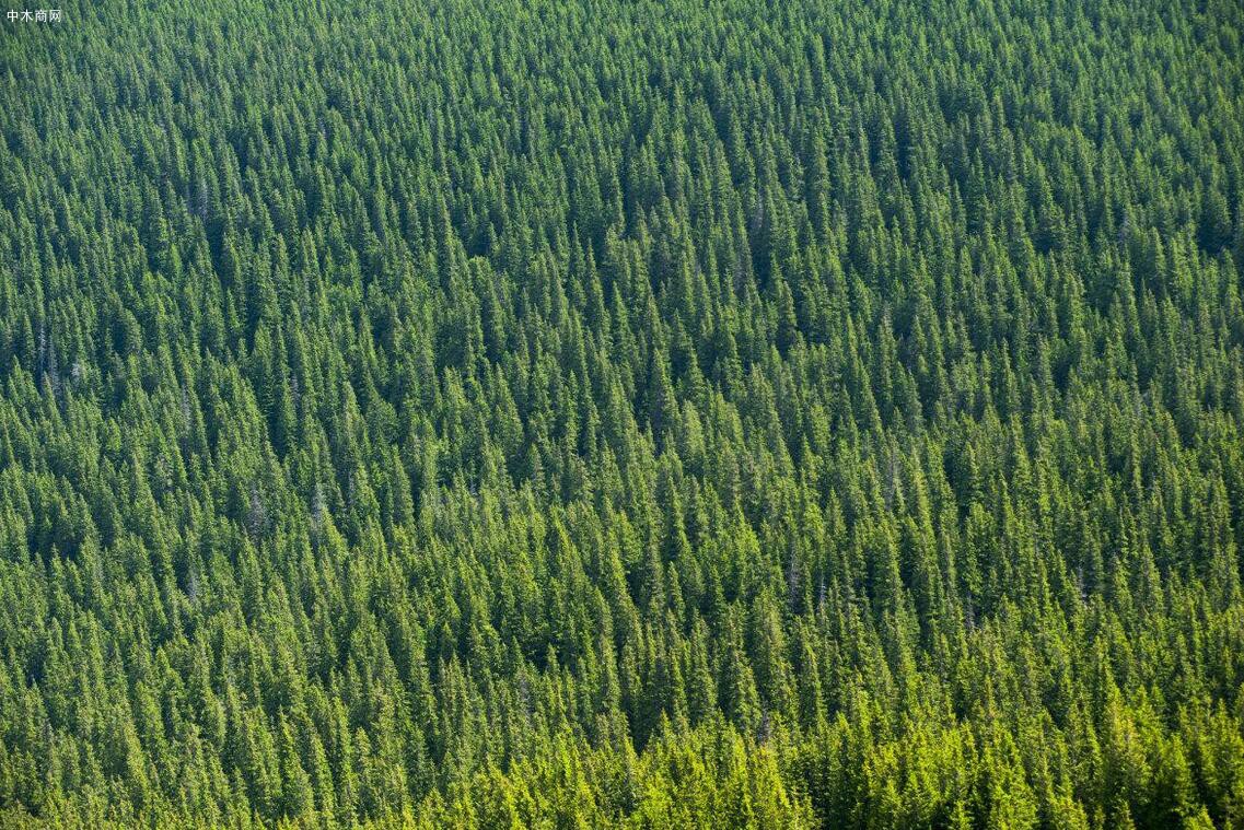 全国林地林木资产总价值超25万亿元