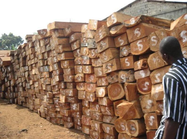预计接下来国内非洲濒危木材将面临更严格进口审查