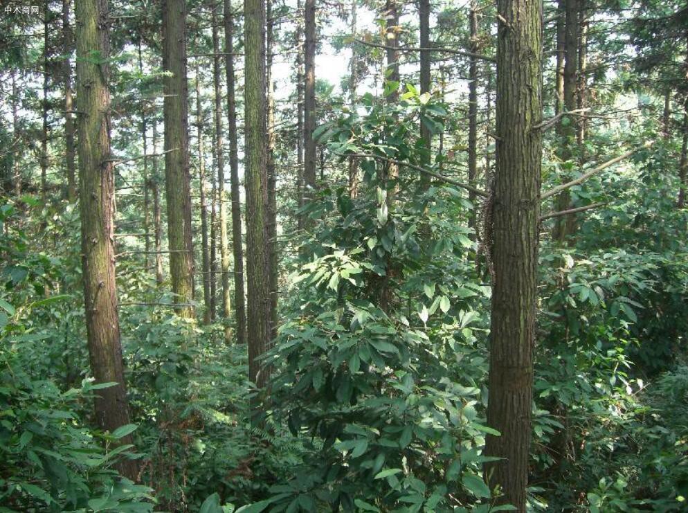 我国杉木人工林面积达到1.48亿亩