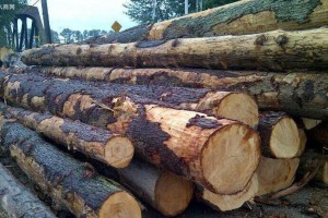 加拿大铁杉是加拿大产区最受关注的材种