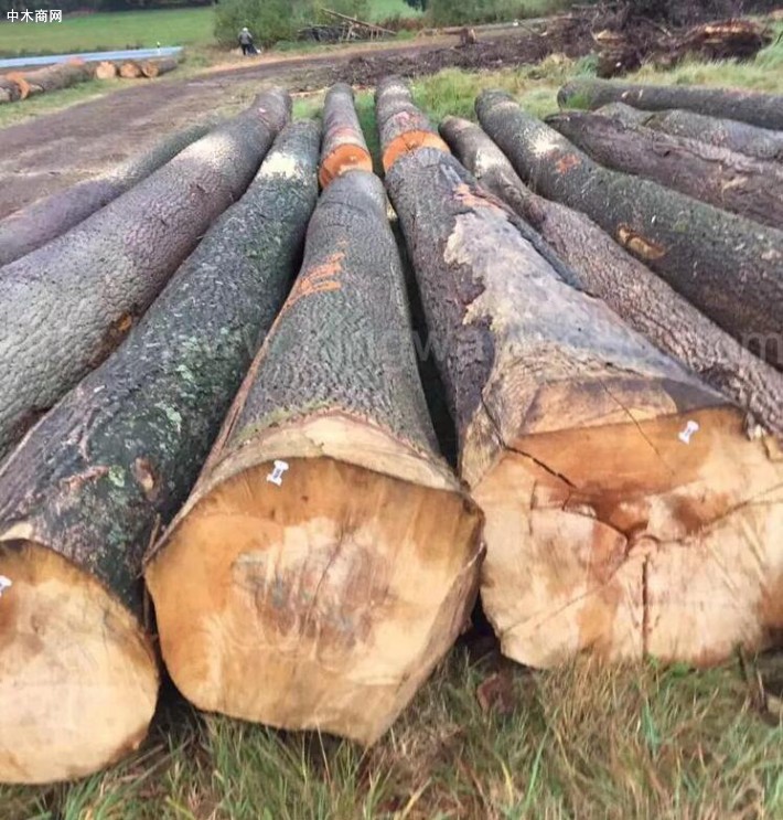 2020年德国软木砍伐量高达近5000万立方米
