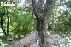 木材百科：银叶树（银口树）