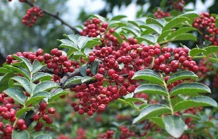 花椒树适合什么地方种植以及花椒树如何培育厂家