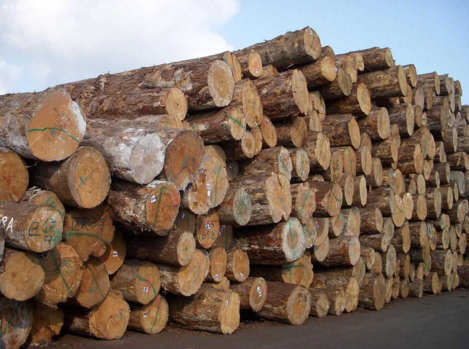 新西兰松木原木出口价上涨5美元左右