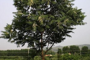 农村常见的臭椿树被封为“树王”,臭椿树有何用途?