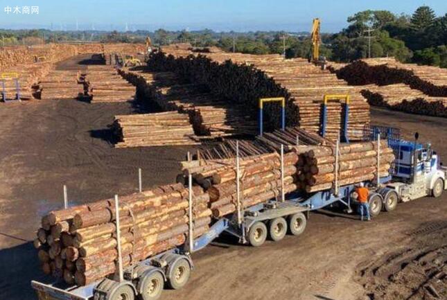 由于中国进口冻结,澳大利亚木材面临长期僵局