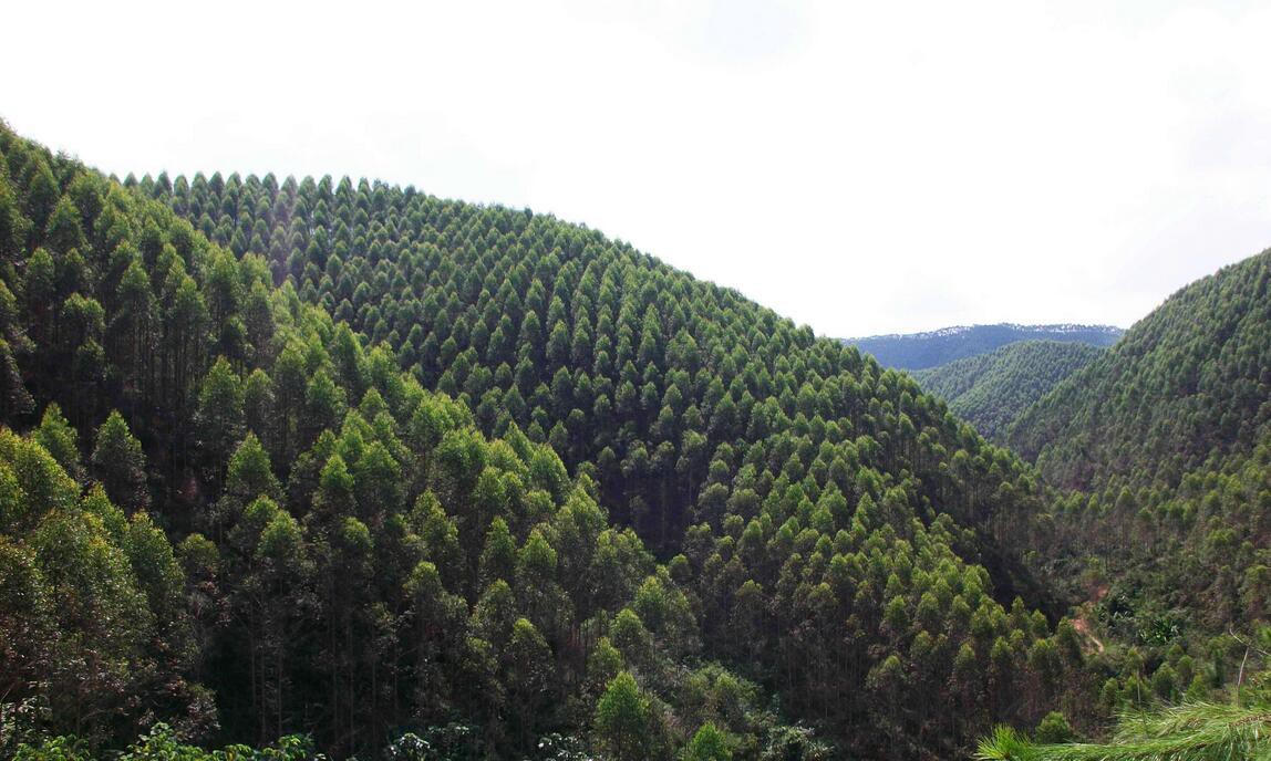 2021年开年广西林业集团营收破16亿元
