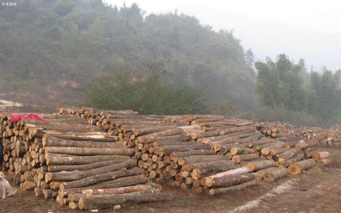 雅长林场一季度木材销售突破30万立方米