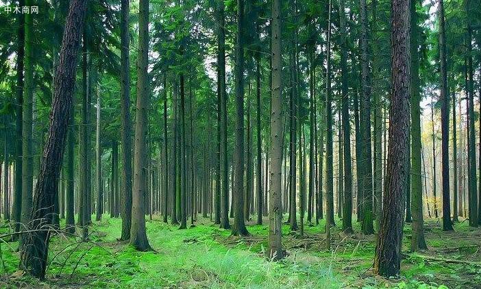 国家林草局解读大陆林业发展为台胞台企提供的机遇