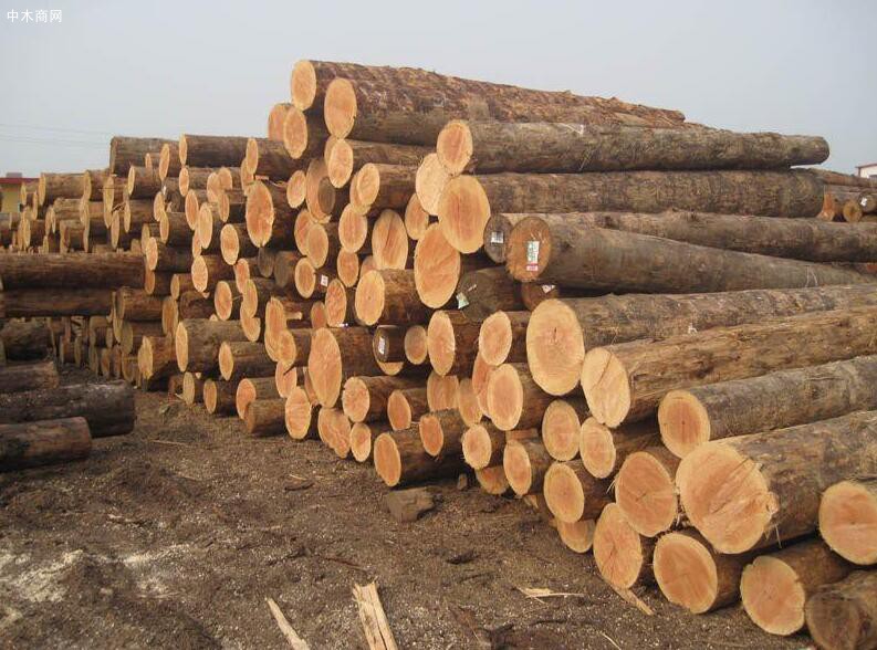 俄罗斯冬季木材采伐结束,市场面临木材匮乏窘境