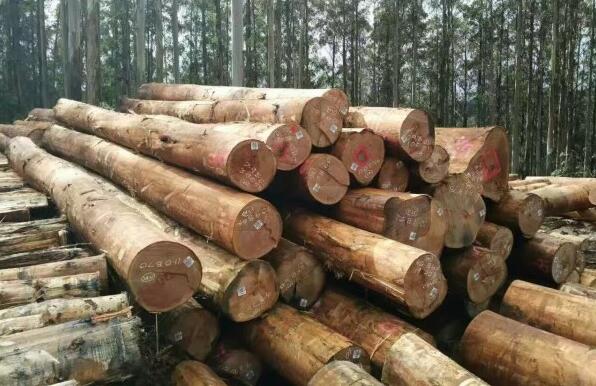 澳大利亚木材进口恢复遥遥无期