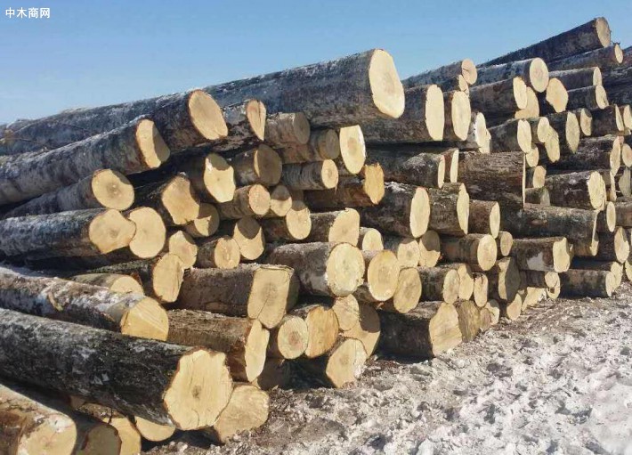 白俄罗斯,乌克兰的原木价格出现大幅上涨