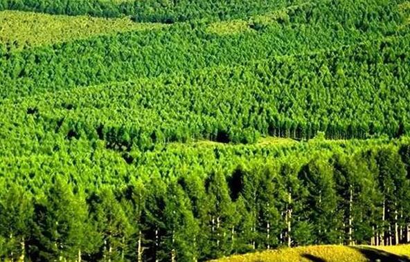 瑞昌市8家企业获评省级林业龙头企业