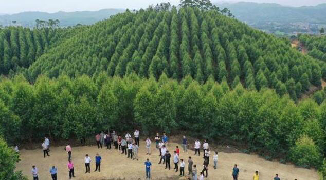 广西将打造成为全国比较大国家储备林木核心基地