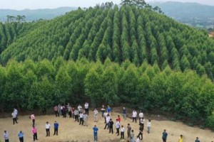 广西将打造成为全国最大国家储备林木核心基地