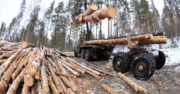 俄罗斯政府正在研究进一步加大木材出口限制的问题