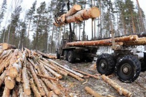 俄罗斯政府正在研究进一步加大木材出口限制的问题