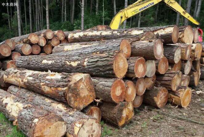 巴西法院对木材出口规定判决阻碍了司法调查