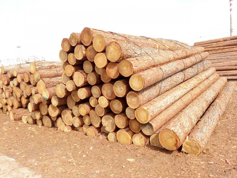 青岛地区进口针叶材原木价格开始回落