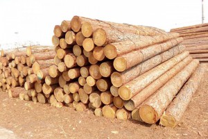 青岛地区进口针叶材原木价格开始回落