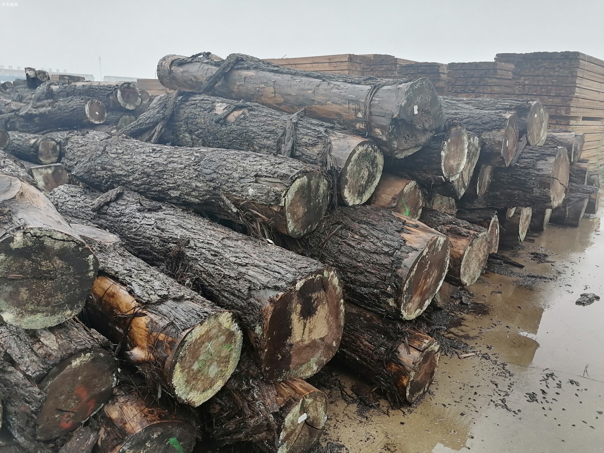 一季度美国阔叶木出口总额3.234亿美元