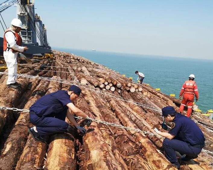 5.14万吨进口原木从曹妃甸海关顺利通关