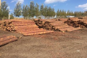 普京：必须杜绝木材偷运出境