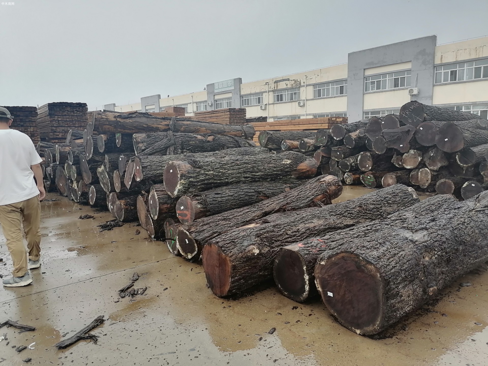 近期木材价格跌跌不休