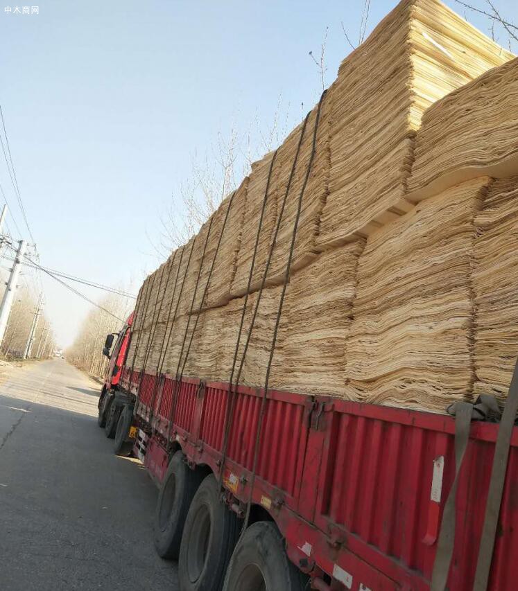 杨木单板首先苏杭木业供应