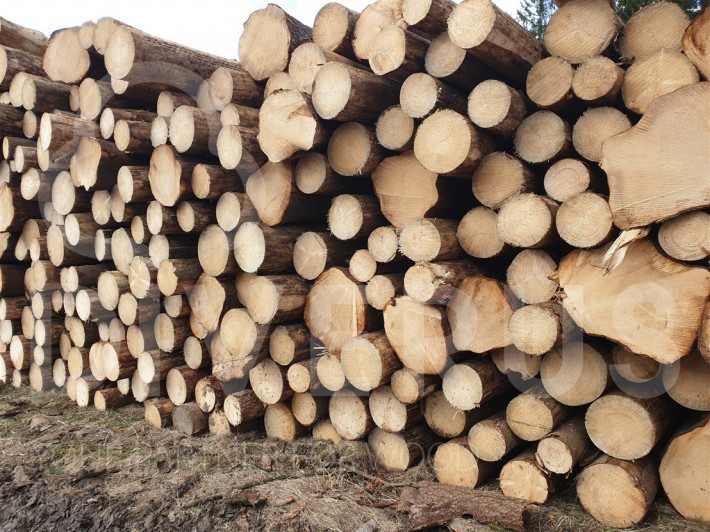 捷克森林产业在2020年损失超20亿美元