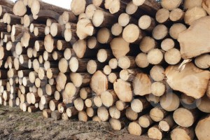 捷克森林产业在2020年损失超20亿美元