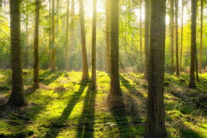 美国提议通过《林业技术促进法案》