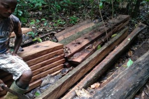 喀麦隆木材工业活动正在复苏