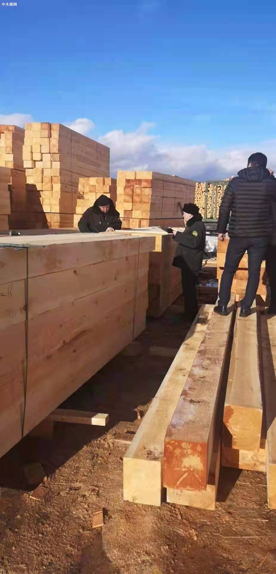 俄罗斯本月起对粗加工木材征收10%出口关税