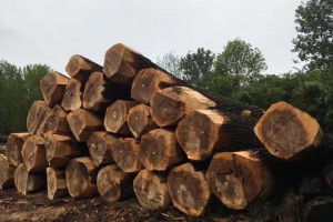 比利时：木材原料危机需要政府干预