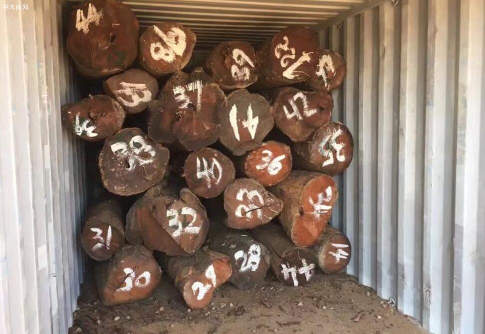 上游市场小巴花货源供应有所不足
