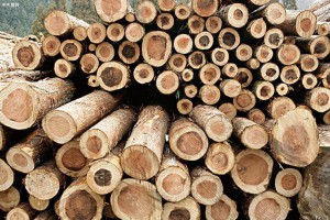 木材在东京奥运会中被广泛应用