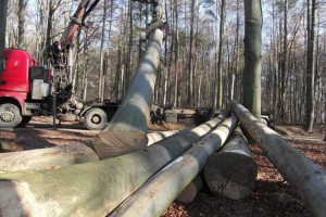 9000多家欧洲企业联署呼吁禁止原木出口